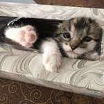 image for PsBattle: Kitten in a tissue box