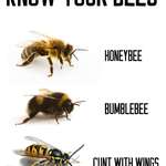 image for Know Your Bees