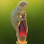image for Mystical chameleon