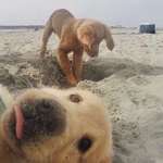 image for Cutest photobomb ever