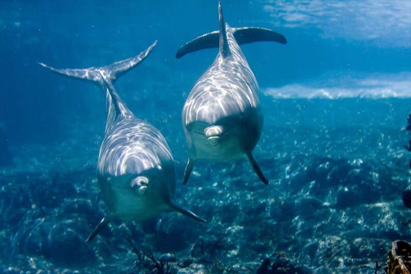 image for Wild dolphins' immune systems are failing because of ocean pollution