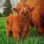 image for Fluffy Scottish Highland Calf