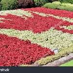 image for On the 5th of May we, the Dutch, celebrate our freedom. Thank You Canada for fighting and liberating us. The sacrifice of your countrymen will never be forgotten.