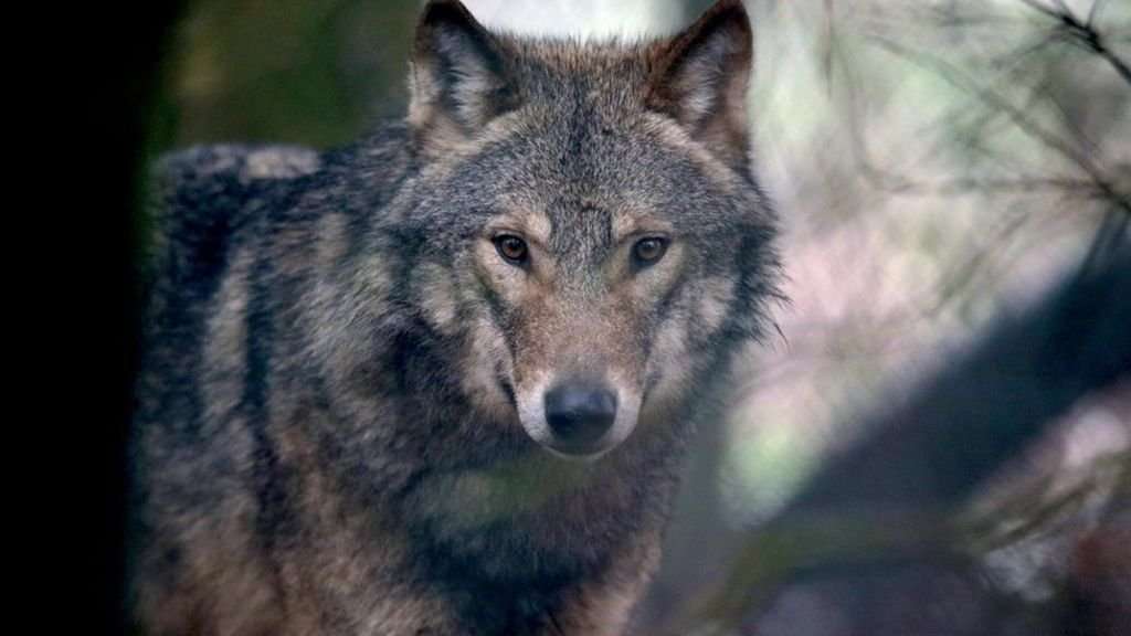 image for Denmark gets its first wolf pack in 200 years
