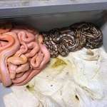image for These reticulated pythons self-segregated themselves based on color just after hatching