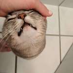 image for kItTen's hEad BRutaLly RippEd oFf bY saVAge mAn