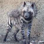 image for Didn't know these existed but Striped Hyenas are 🔥🔥🔥🔥🔥🔥🔥