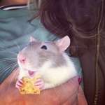 image for This ratty enjoying a corn chip