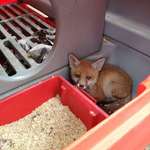 image for A cub snuck into our chicken pen and fell asleep, without harming any of our chickens!