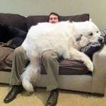 image for I'll just become a couch then