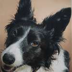 image for I painted a redditors Border Collie (oil on canvas), I hope you like it.