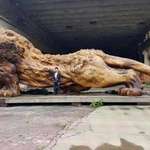 image for Giant Lion Sculpture Carved from Single Tree Trunk Took 20 People and 3 Years to Complete