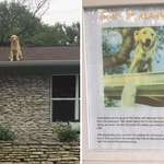 image for This dog has a thing for rooftops apparently