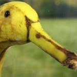 image for Behold, the mighty duck billed banannapus.