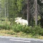 image for An albino moose in the forest.