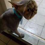 image for This cat fully shaved... except for its face