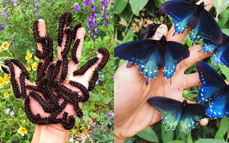 image for How one man repopulated a rare butterfly species in his backyard