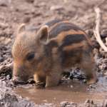 image for Tiny warthog cooling off in tiny mud puddle