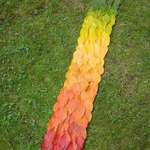 image for Visually pleasing gradient of autumn leaves (Richard Shilling, Leaf Fade)