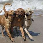image for Three branch managers at the beach