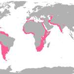 image for Range of the Flamingo [1425x745]