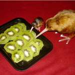 image for kIWiS pARtIciPAtE in FUcKING CAnNiBaLisM