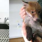 image for Muddy baby fox before and after being cleaned up