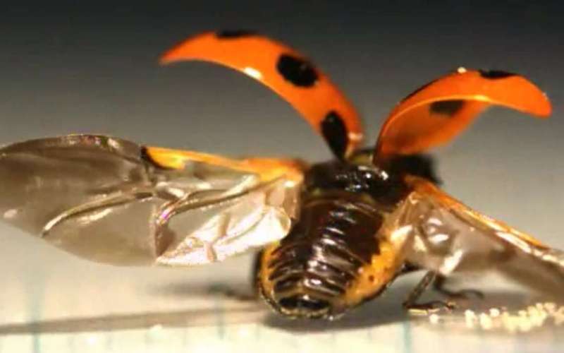 image for Scientists Sneak A Peek At How Ladybugs Fold Their Wings