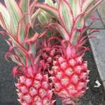 image for These pink pineapples I just bought