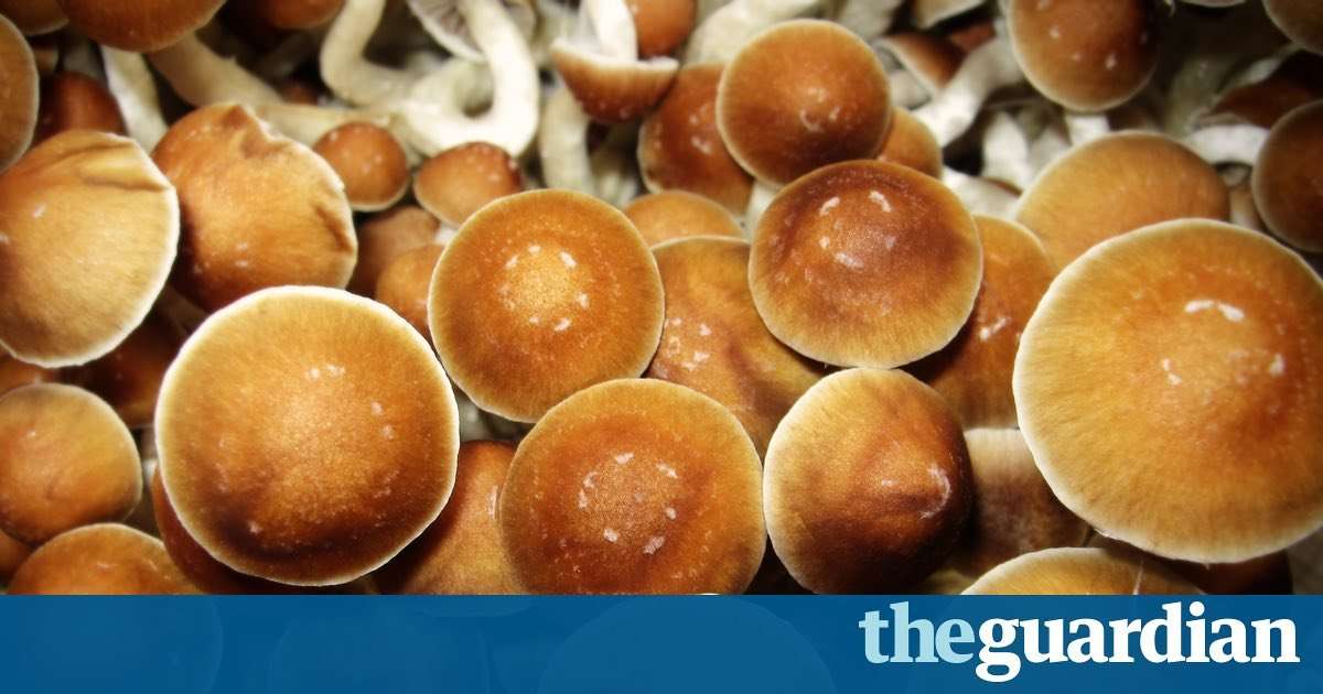 image for Study finds mushrooms are the safest recreational drug