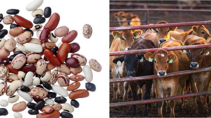 image for Research suggests eating beans instead of beef would sharply reduce greenhouse gasses