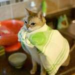 image for SuperCat wearing a dish towel cape