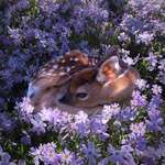 image for A fawn resting in a field of flowers
