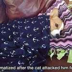 image for poor lil corgo is vvv traumatized after kitter attac