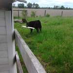 image for Damn neighbour's cows are tearing the siding off our shed again!