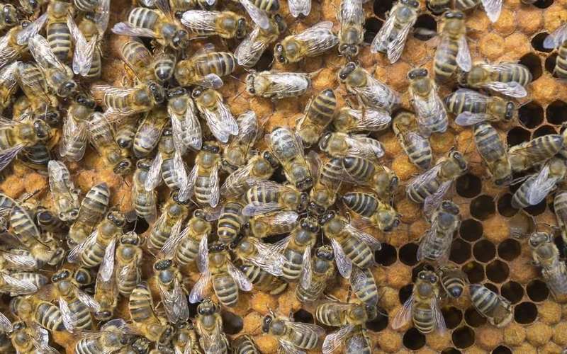 image for A third of the nation's honeybee colonies died last year. Why you should care