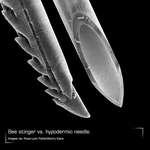 image for Side by Side - Bee stinger and Hypodermic needle