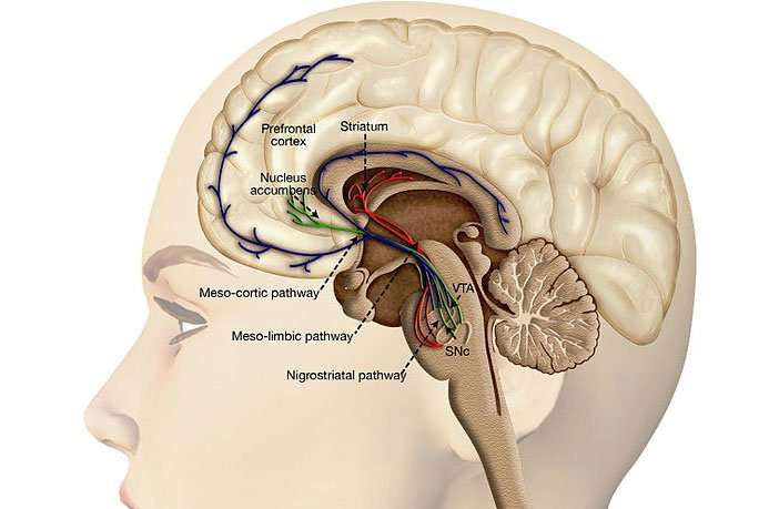 image for Study links Facebook use to reduced gray matter volume in the nucleus accumbens