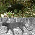 image for Black panther's spots which can only be seen using an infrared camera