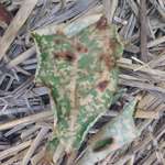 image for This dried leaf looks like that "digital" camouflage pattern