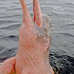 image for Pink fresh-water dolphin in the Amazon