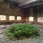 image for Fern growing under a circular roof hole