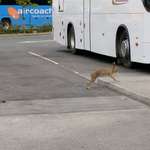 image for Breaking: Hare with fag in its mouth spotted waiting for bus at Dublin Airport.