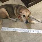 image for My receipt for buying one bottle of vegetable oil at CVS (100 lb dog for scale)