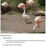 image for I guess I am a flamingo (xpost from r/wholesomememes)