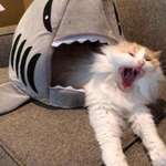 image for CaT ViciOuSly EaTeN bY sHaRk