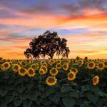 image for Sunflowers at sunset in Woodland, California [OC] [2400x2400] kathryn_dyer