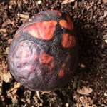 image for Avocado pit left out in the sun now looks like a mythical egg of sorts.