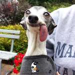 image for PsBattle: Dog Sticking Tongue Out