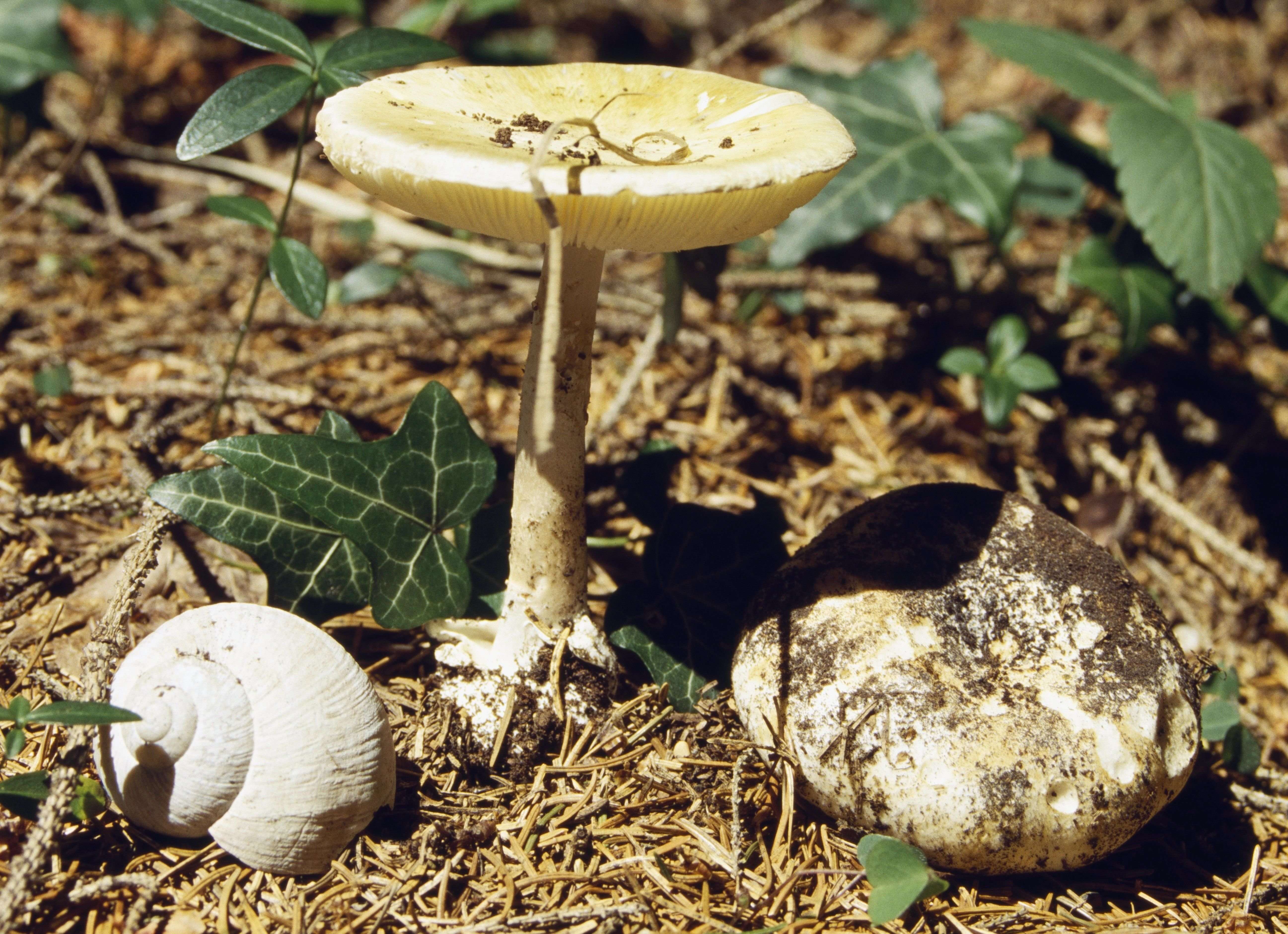 image for 14 Poisoned By Wild Death Cap Mushrooms In California